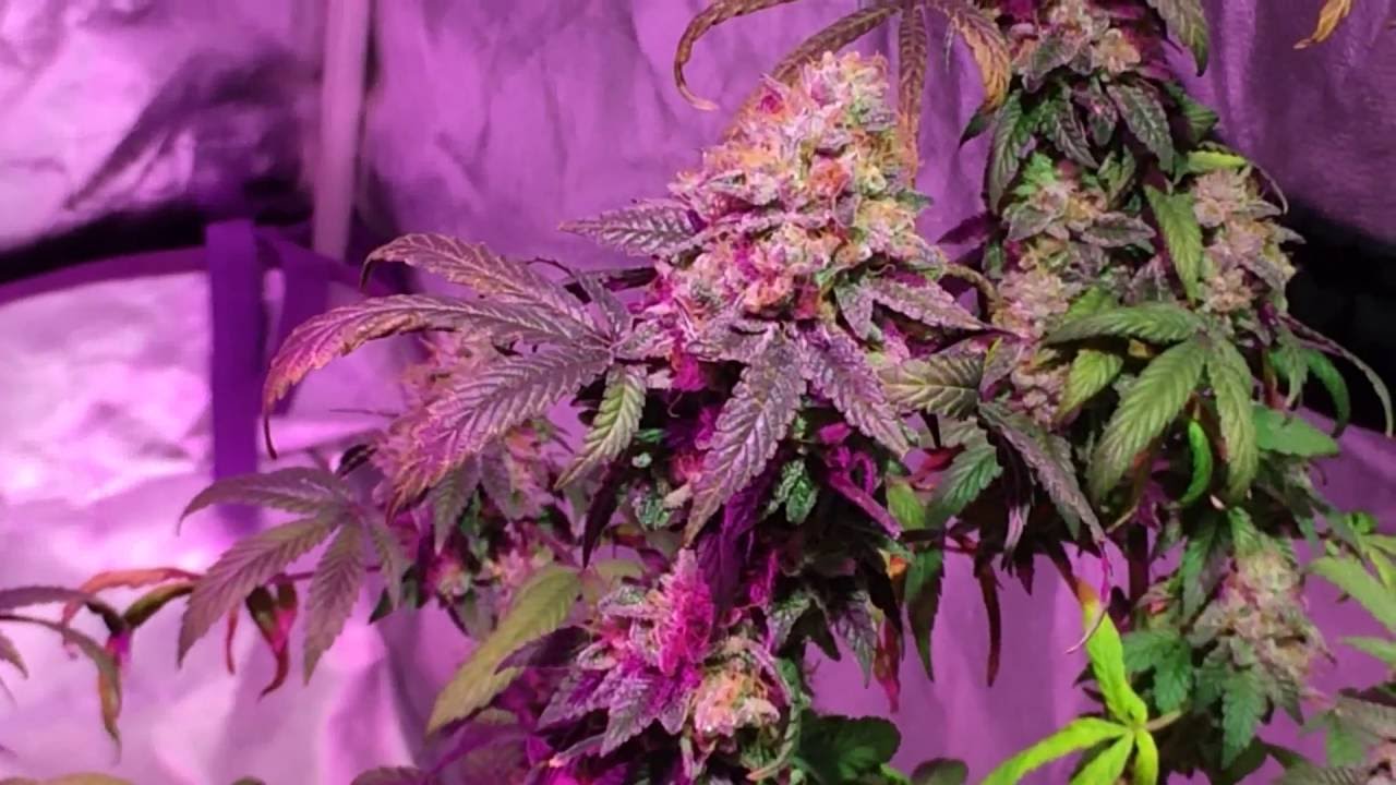 Grape OG clones harvest time