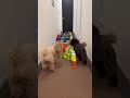 Dog runs!🐶Part44 #shorts