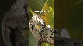 Selection from Lower Rio Grande Valley birds nature film