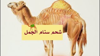 شحم سنام الجمل ( ودك) سهل جدا و غير مكلف زيت صحي 100% Camel hump oil #food