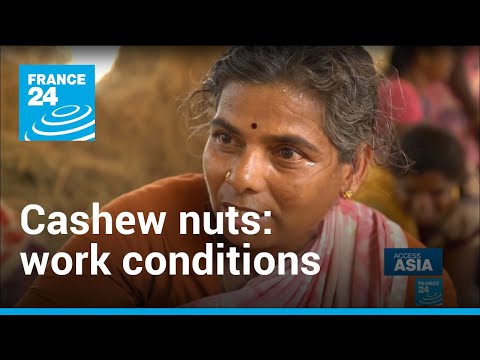 Cashew nuts: Painful working conditions behind popular snack | Access Asia • FRANCE 24 English