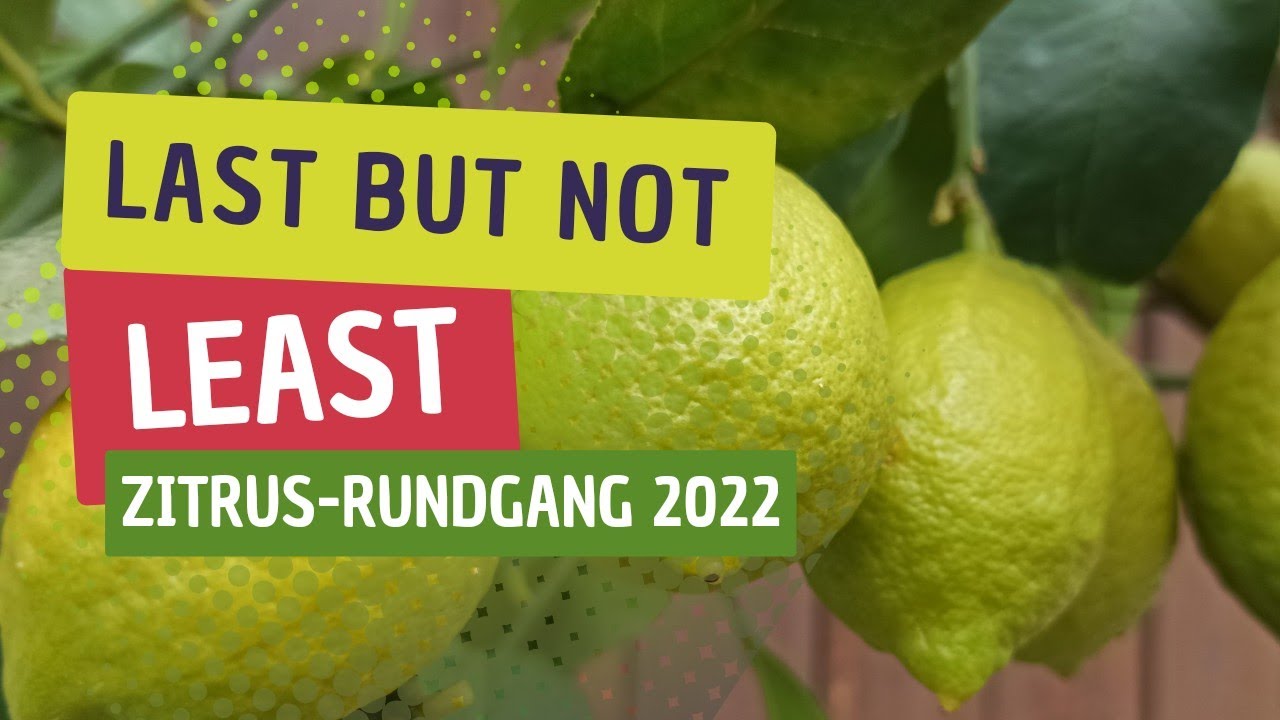Zitruspflanzen zum Jahresende: Wachstum, Früchte, Probleme