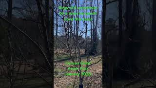 Korean Giant #asian #pear #asianfruit #garden #orchard #viral #shorts #nature #tree #growyourownfood
