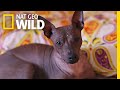 This Ugly-Cute Hairless Dog Has a Surprising History | Nat Geo Wild の動画、YouTube動画。
