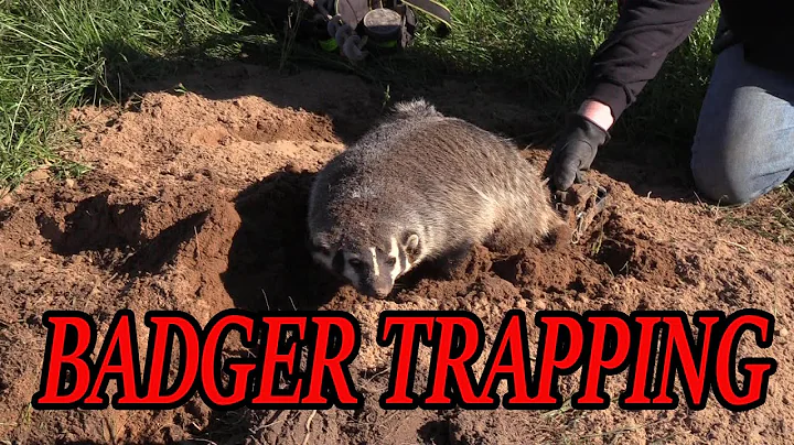 HOW TO TRAP BADGERS AND RESET FOR COYOTES