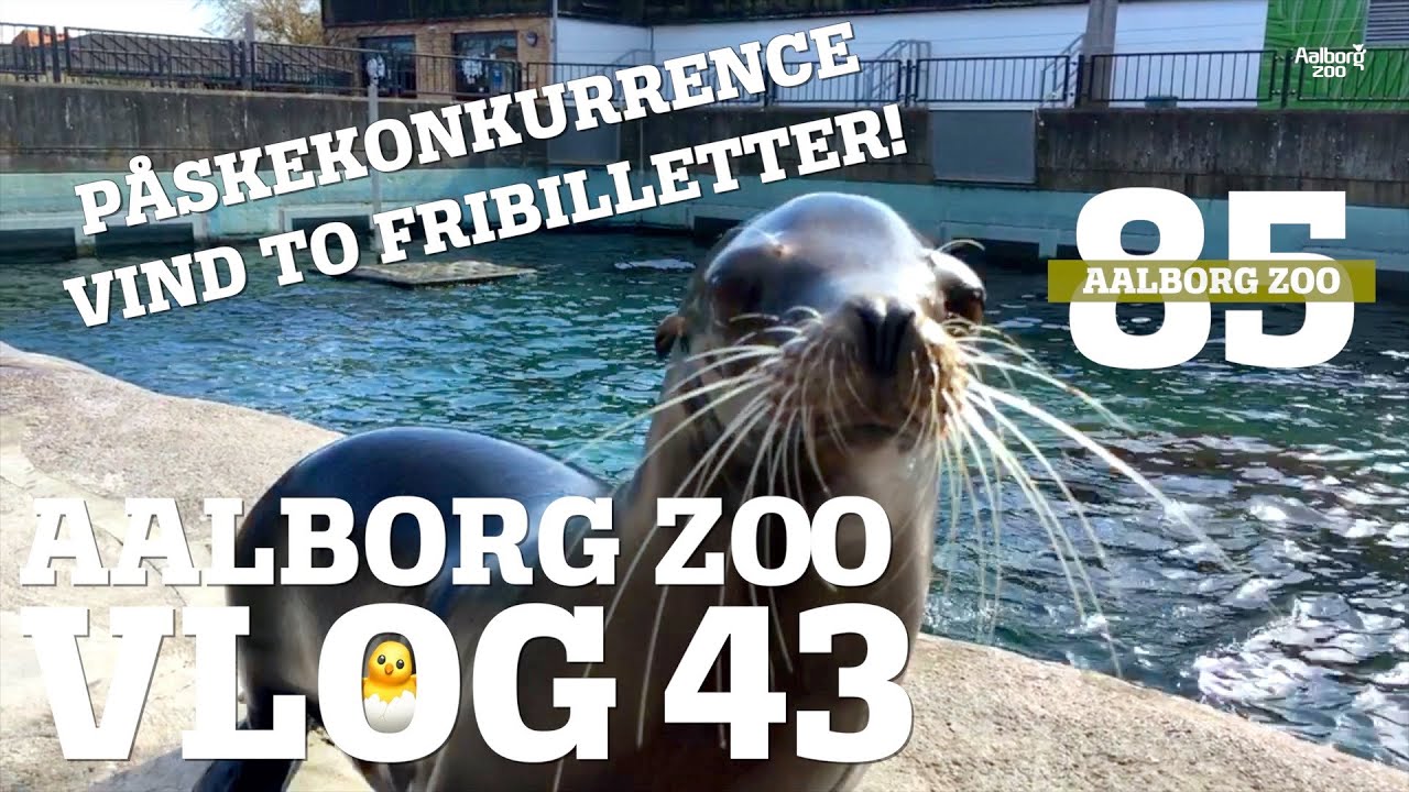 Påskekonkurrence! | 85års fødselsdag | Dyrepasseruddannelsen | Aalborg Zoo VLOG 43
