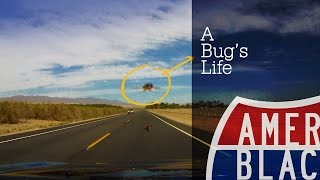 A Bug's Life - Insect Meets the Windshield in Salton Sea California
