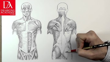 Muscles in Human Body presented by Drawing Academy .com 31-2