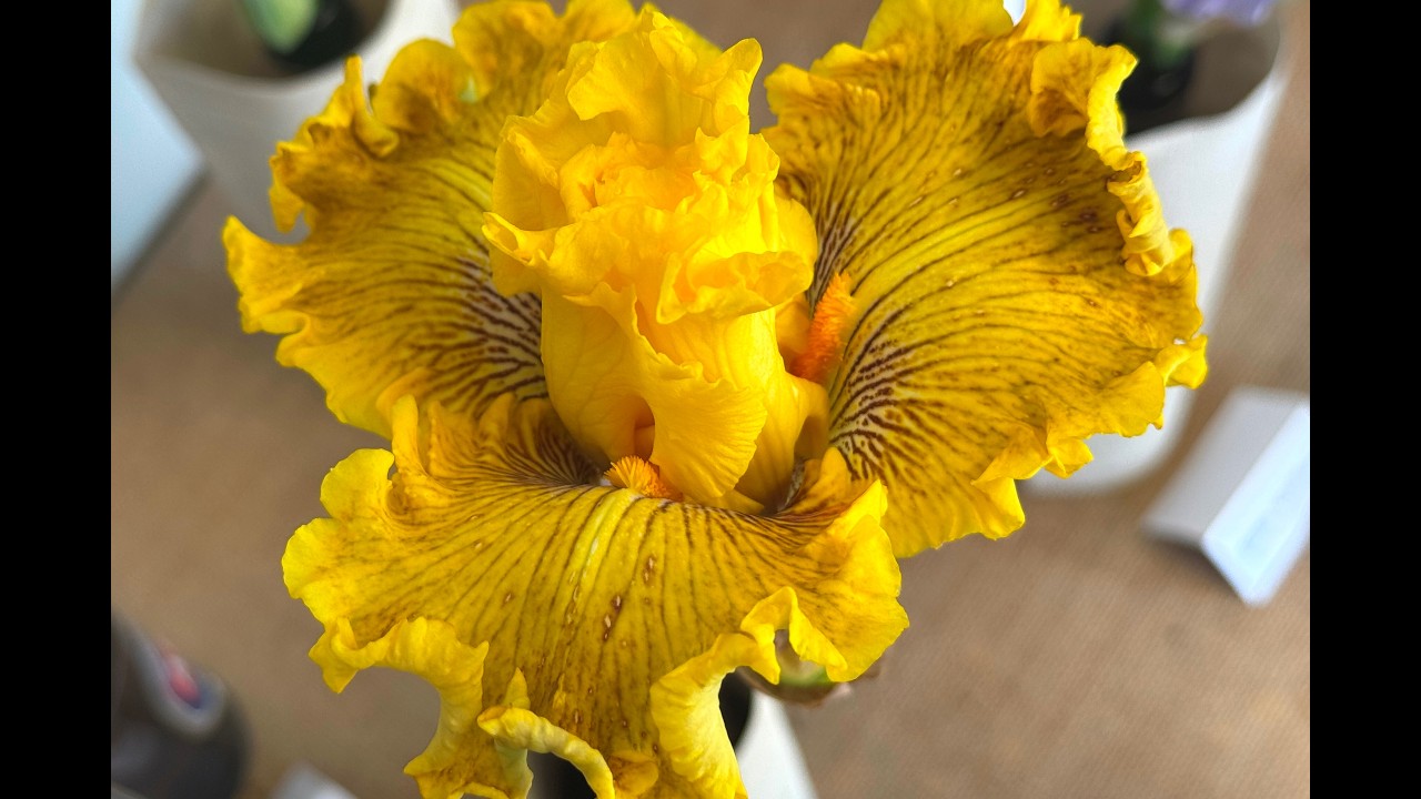 Furth im Wald -  Kosatce 2025