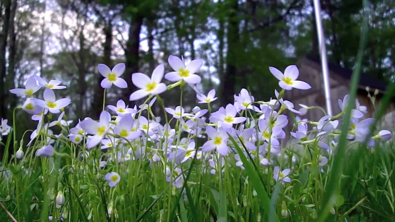 Quaker Ladies Quake in the Wind