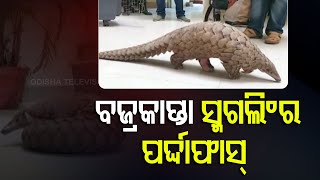 One Arrested In Pangolin Smuggling In Cuttack