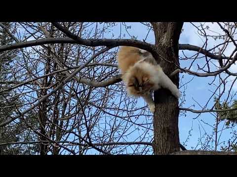 Mitzie kitty climbs a tree 