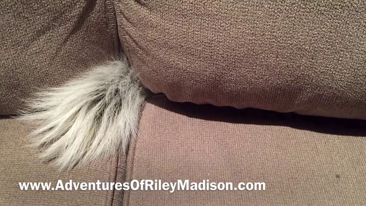 PET SKUNK PLAYS HIDE AND SEEK WEIRD PETS PET SKUNK YouTube