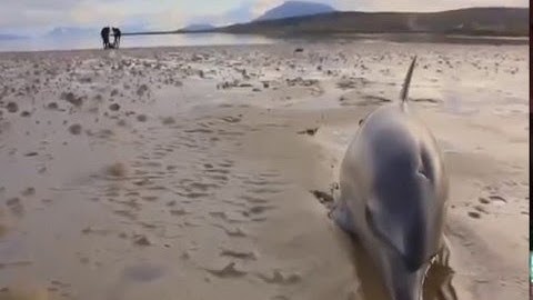 Cận cảnh cứu cá heo mắc cạn