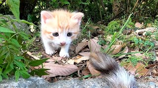 野良猫家族の一家団欒にお邪魔してきた