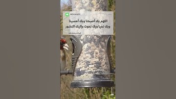 حالات واتس اب دينية🍃أذكار الصباح🌞فيديوهات قصيرة🌹استوريات انستغرام🌺مقاطع تيك توك2022🌿صباح الخيرات