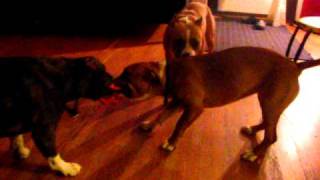 Dog Fight! screenshot 3