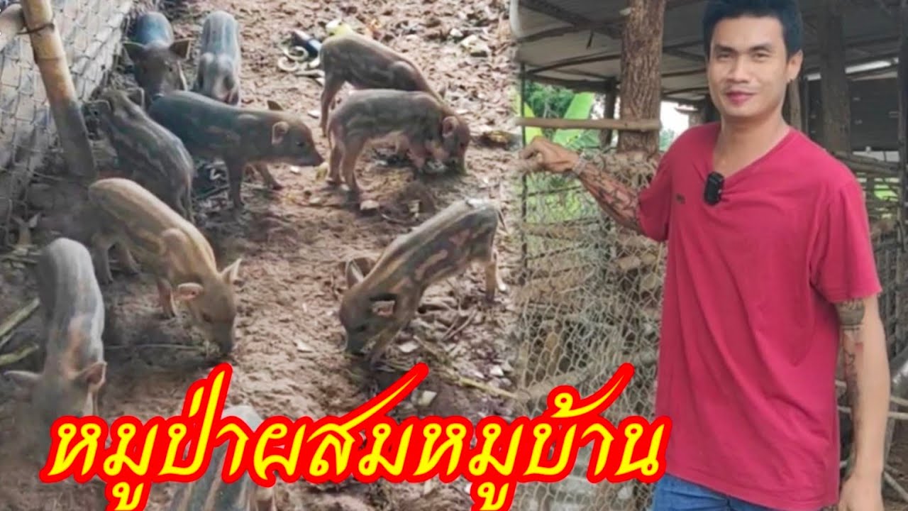 เลี้ยงหมูป่าลูกผสม 1เดือนเริ่มขายได้ ที่บ้านหัวนานคร อ.บ้านแท่น จ.ชัยภูมิ