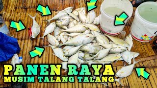 Download Mp3 BIG HARVEST ‼️TANJUNG KAIT IS AGAIN THE SEASON FOR TALANG TALANG BAGAN POPEYE G230 FISH Gudang lagu Download Mp3 BIG HARVEST ‼️TANJUNG KAIT IS AGAIN THE SEASON FOR TALANG TALANG BAGAN POPEYE G230 FISH