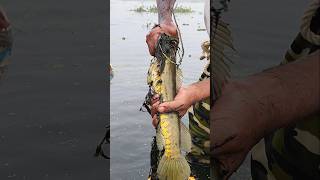 Wow! Amazing Polo Fishing Videos ! Best Big Fish Catching🐟Primitive fishing #fish #shorts #india