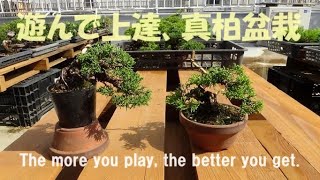 盆栽工房 春嘉 #192 【真柏の改作】真柏盆栽で、いろんな樹形を試