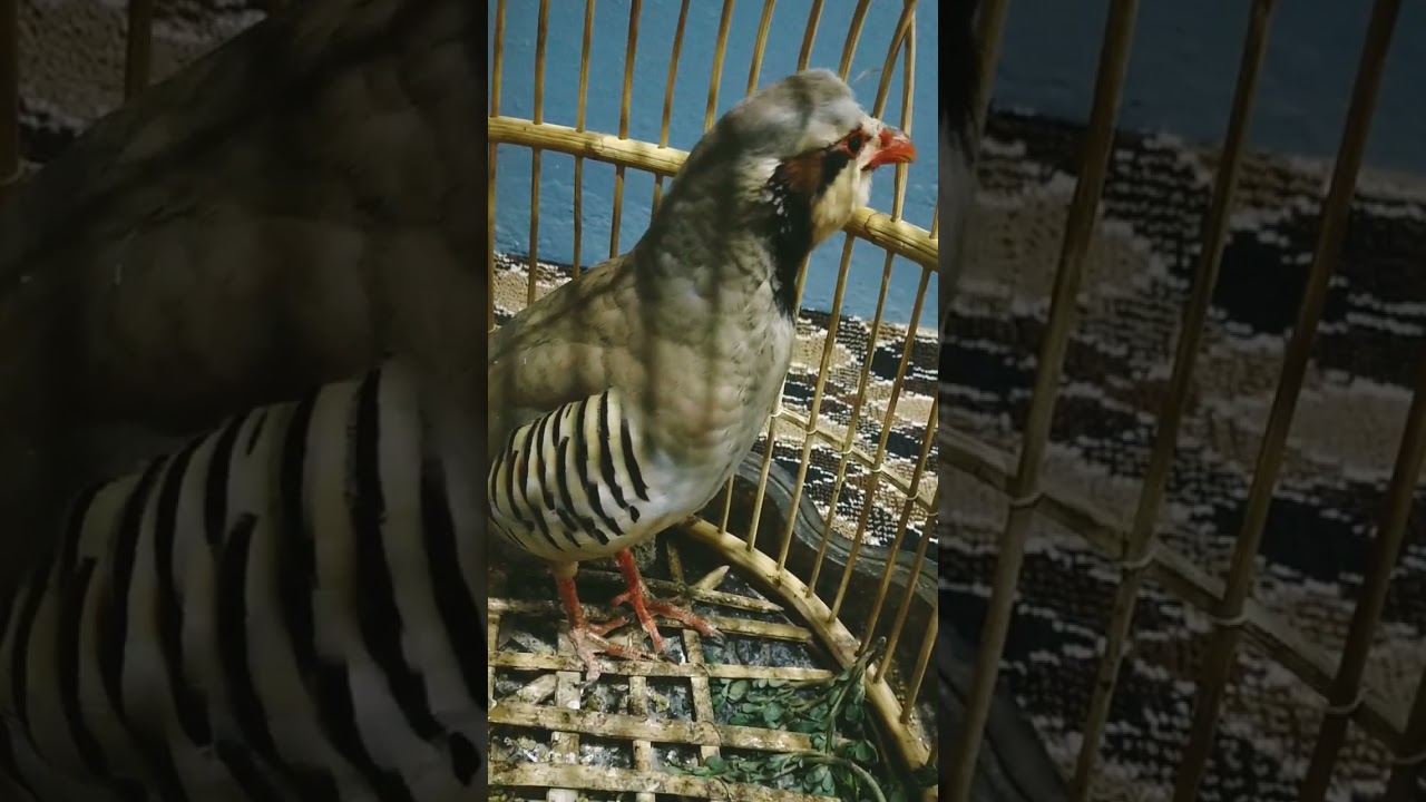 male partridge voice nar chakor voice zark awaz