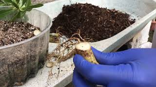 Transplante de plántulas de Adenium obesum