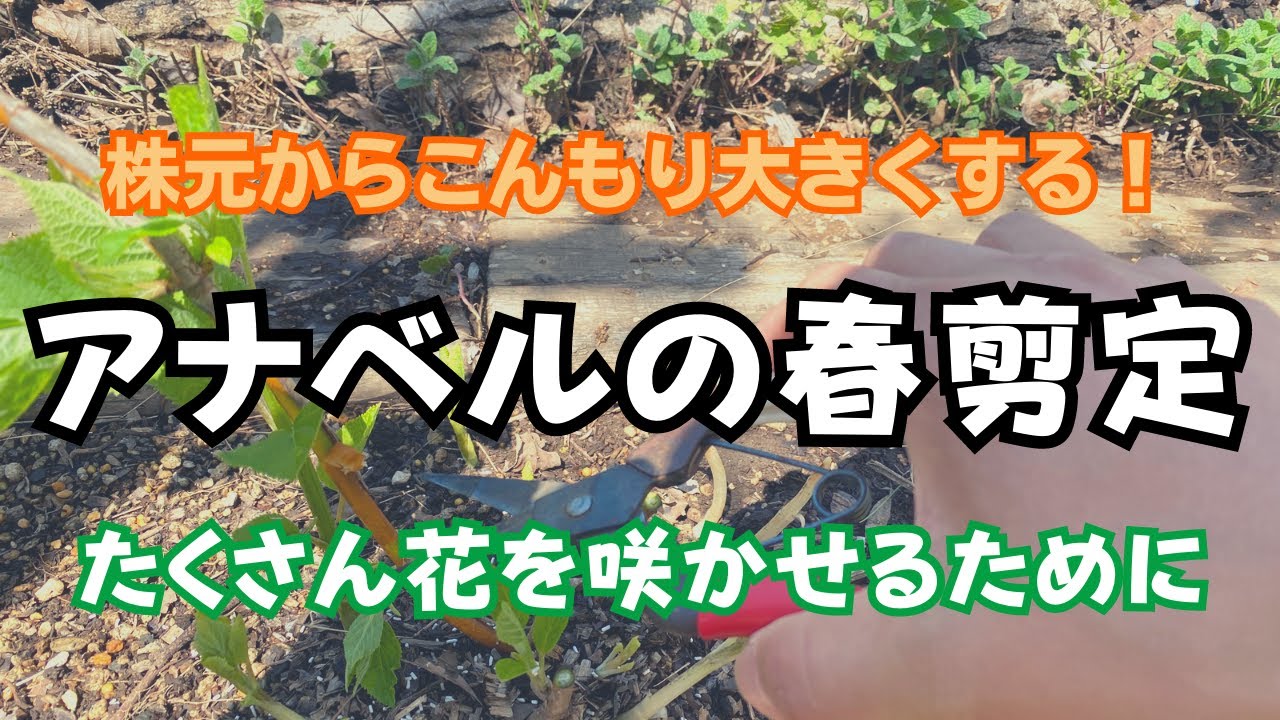 早い者勝 現物アナベル抜き苗 地面に枯れ枝を挿したようにしか