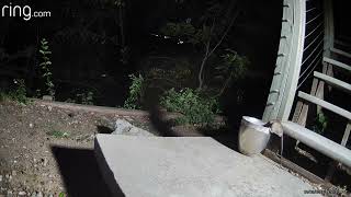 Bobcat catches a fat Rat (finally) 🐯