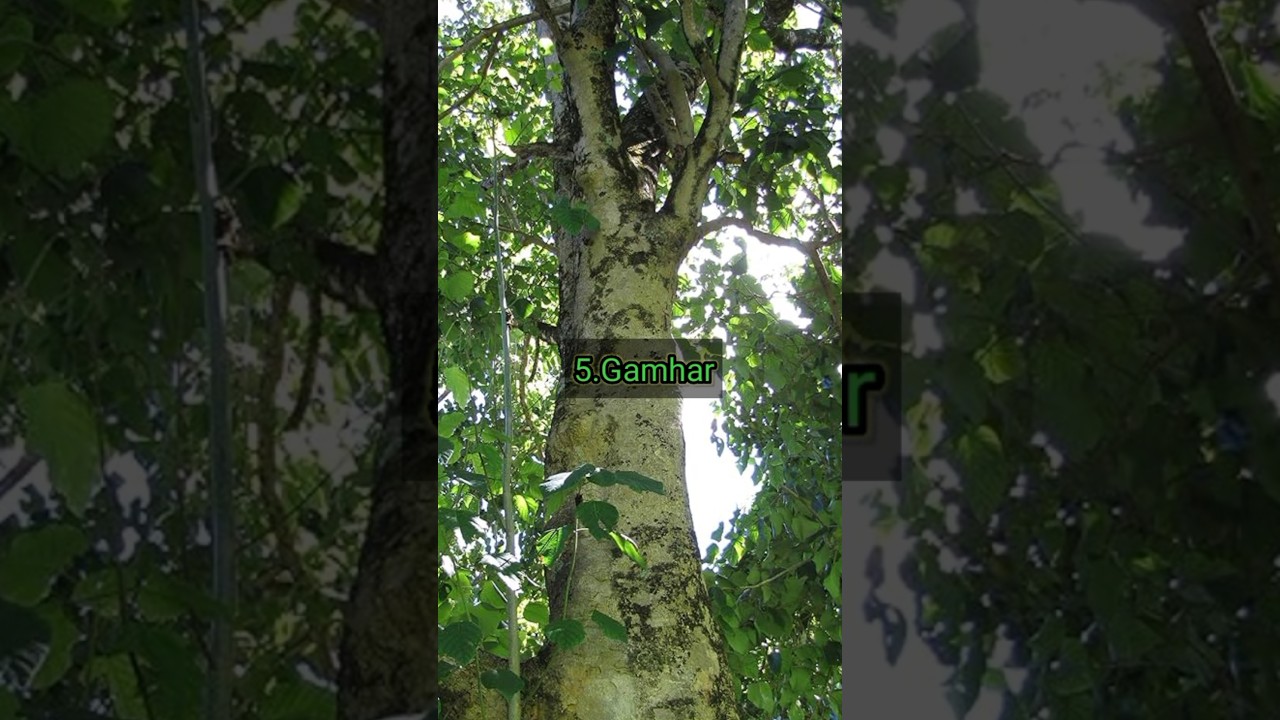 top 10 expensive trees in india/most expensive tree in india/high cost tree in india/costly tree