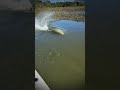 Big Fish Catch #fishing #fish #shorts