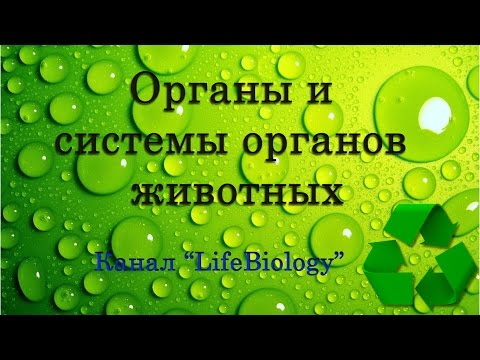 Органы и системы органов животных