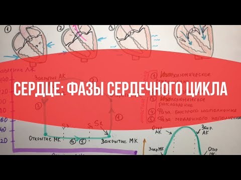 СЕРДЦЕ: Фазы сердечного цикла