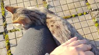 petting a train station cat