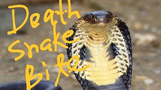 On The Spot Death | Cobra Handler Vikram Maluat of Punjab.