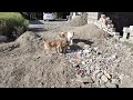 Грузинская Горная собака 🇬🇪 собаки Горы Казбек 🇬🇪 Наш молодняк 💪