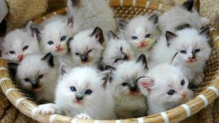 猫かわいい すごくかわいい子猫 最も面白い猫の映画 317 Youtube