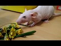 Крысы Витамины Травки весенние || Rats Vitamins Grass