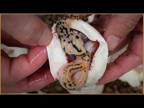 OD YB Enchi Ivory Clown Pied Clutch cutting -
