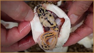 Celebrity OD YB Enchi Ivory Clown Pied Clutch cutting - Wealth