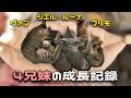 ちゃんと受け取ったよ。やさぐれ猫からの命のバトン…