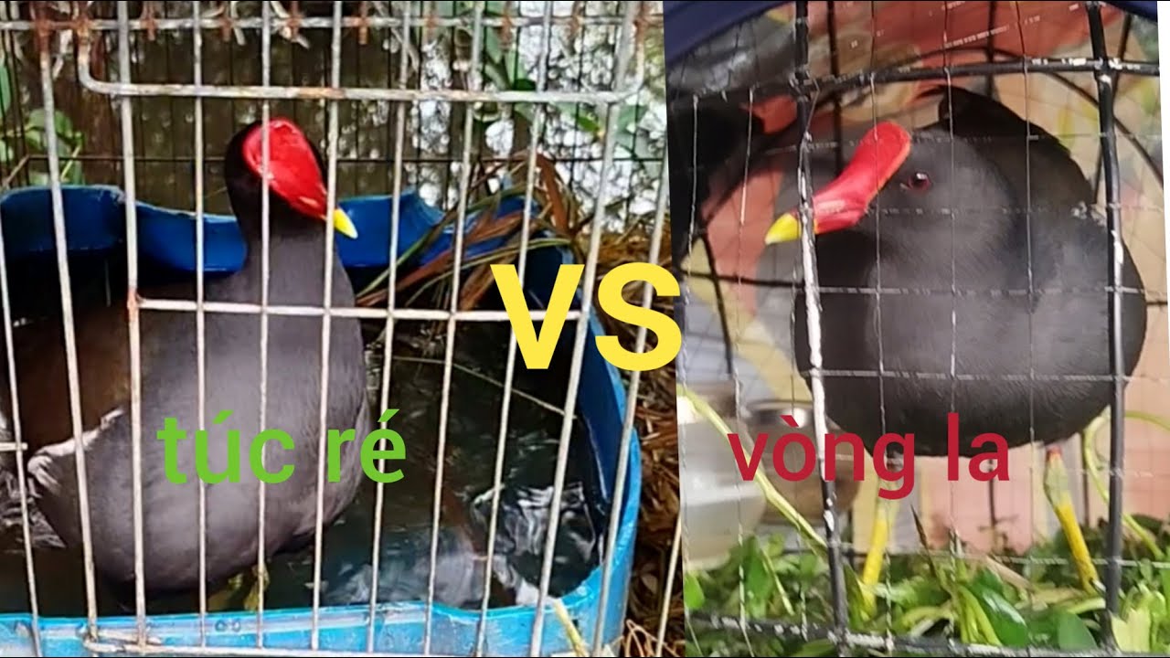 trích ré dòng la và túc ré nên chơi dòng nào tốt nhất..