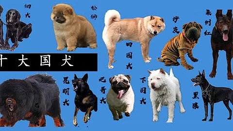 中国华夏十大国产犬，每个犬种的诞生都是国人的骄傲！ - 天天要闻