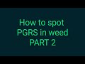 How to spot pgrs in your weed part 2