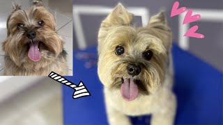 TEDDY BEAR FACE YORKSHIRE, PURE CUTE!!! ☆ grooming  yorkshire terrier