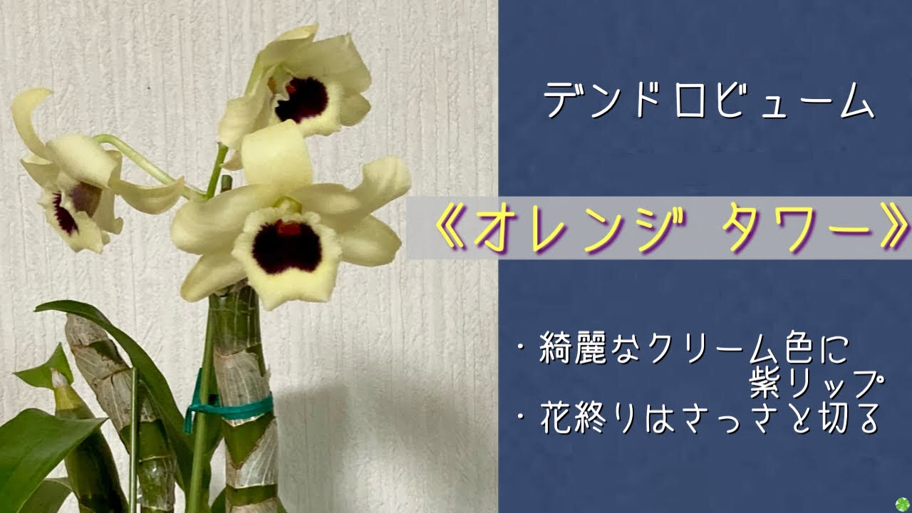 2024年2月28日 ノビル系のデンドロビューム《オレンジ タワー》 綺麗な
