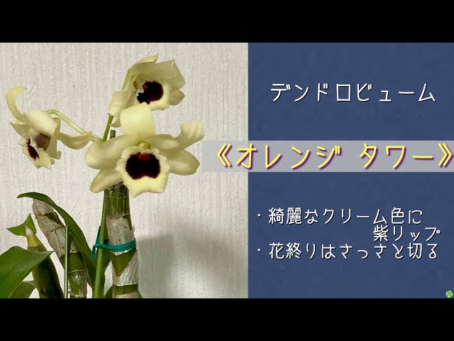 2024年2月28日 ノビル系のデンドロビューム《オレンジ タワー》 綺麗な