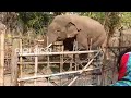 BIG ELEPHANT IN NAYAGHARH VILLAGE🤯#tajakhabar #odishanews #odishatv #odianews #odisha #explore #vlog