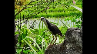 Meet my Animals - White-breasted Waterhen - Part 2 - The sound of ...