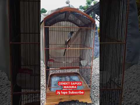 MASTERAN CENDET FULL TEMBAKAN TERBAIK SEPANJANG MASA UP TO 2025